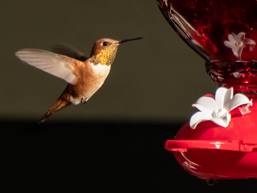 Rufous Hummingbird - Aija Konrad