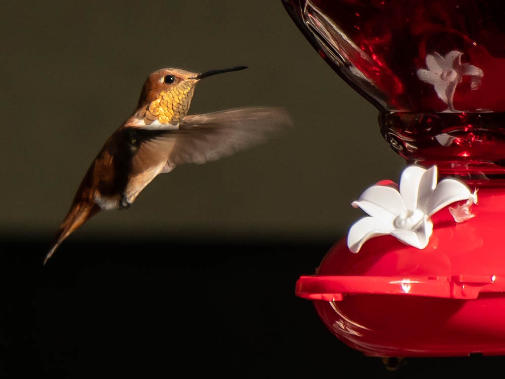 Rufous Hummingbird - Aija Konrad