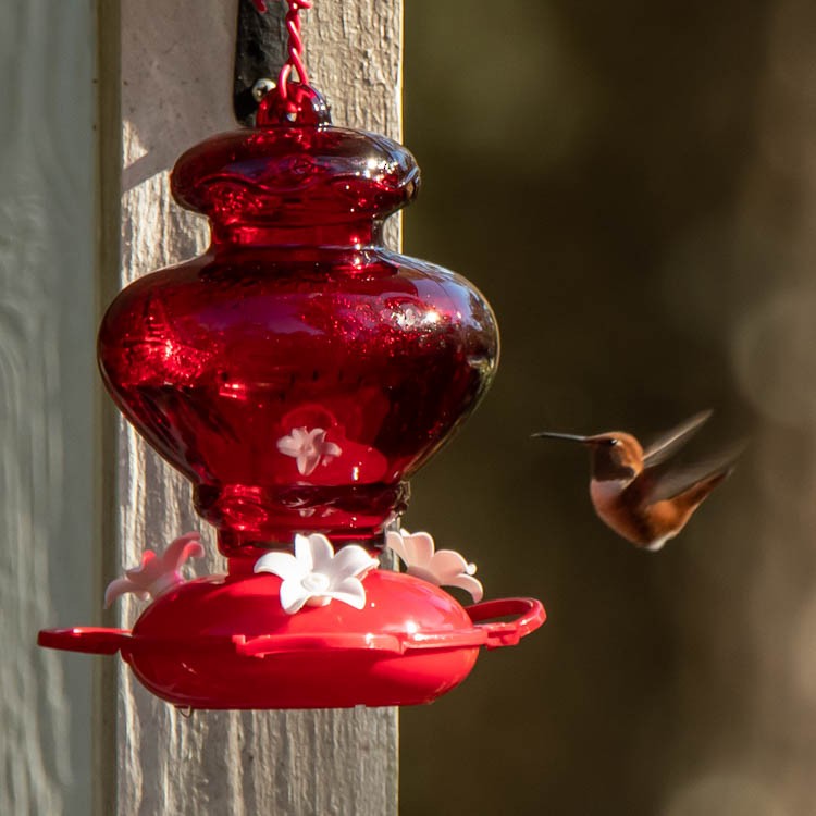 Rufous Hummingbird - Aija Konrad