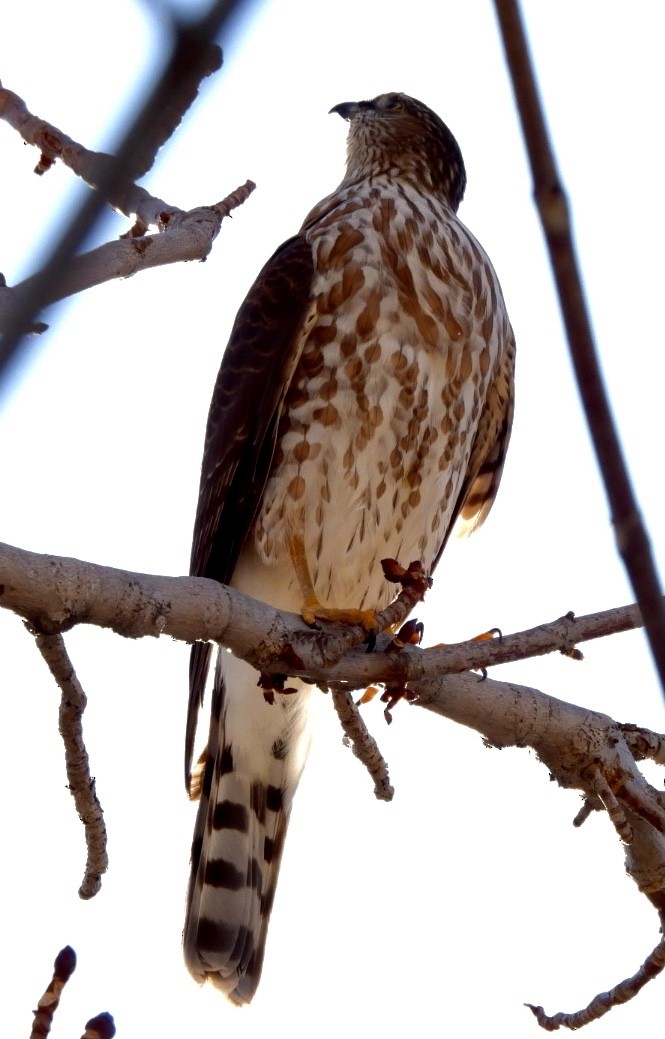 Sharp-shinned Hawk - ML386507621