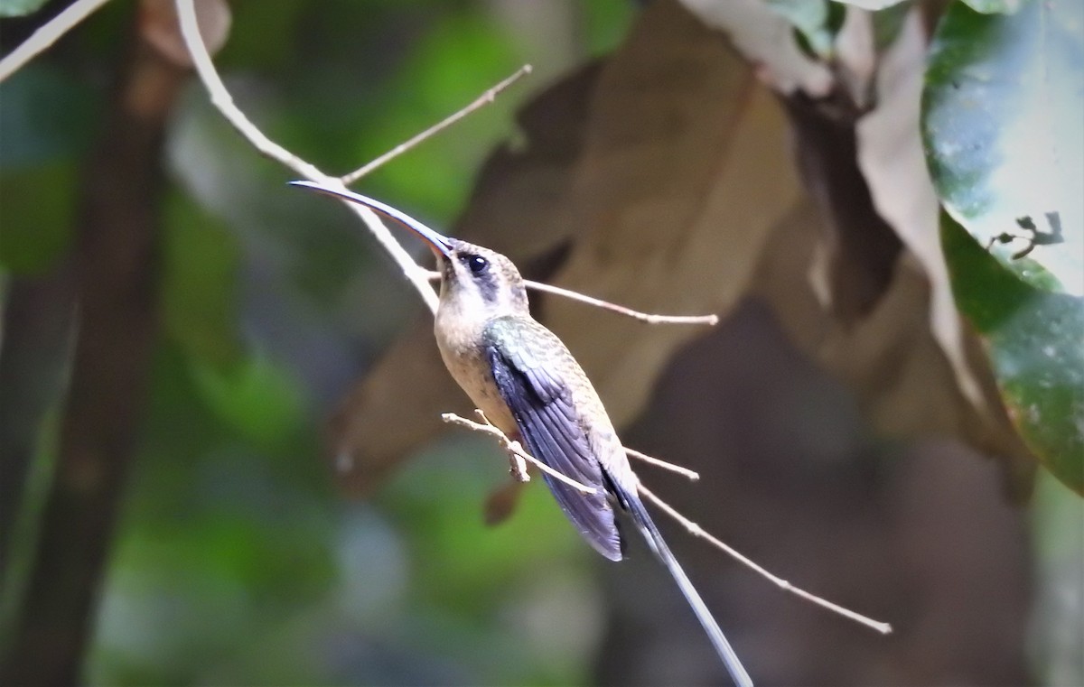 Langschwanz-Schattenkolibri - ML386508111