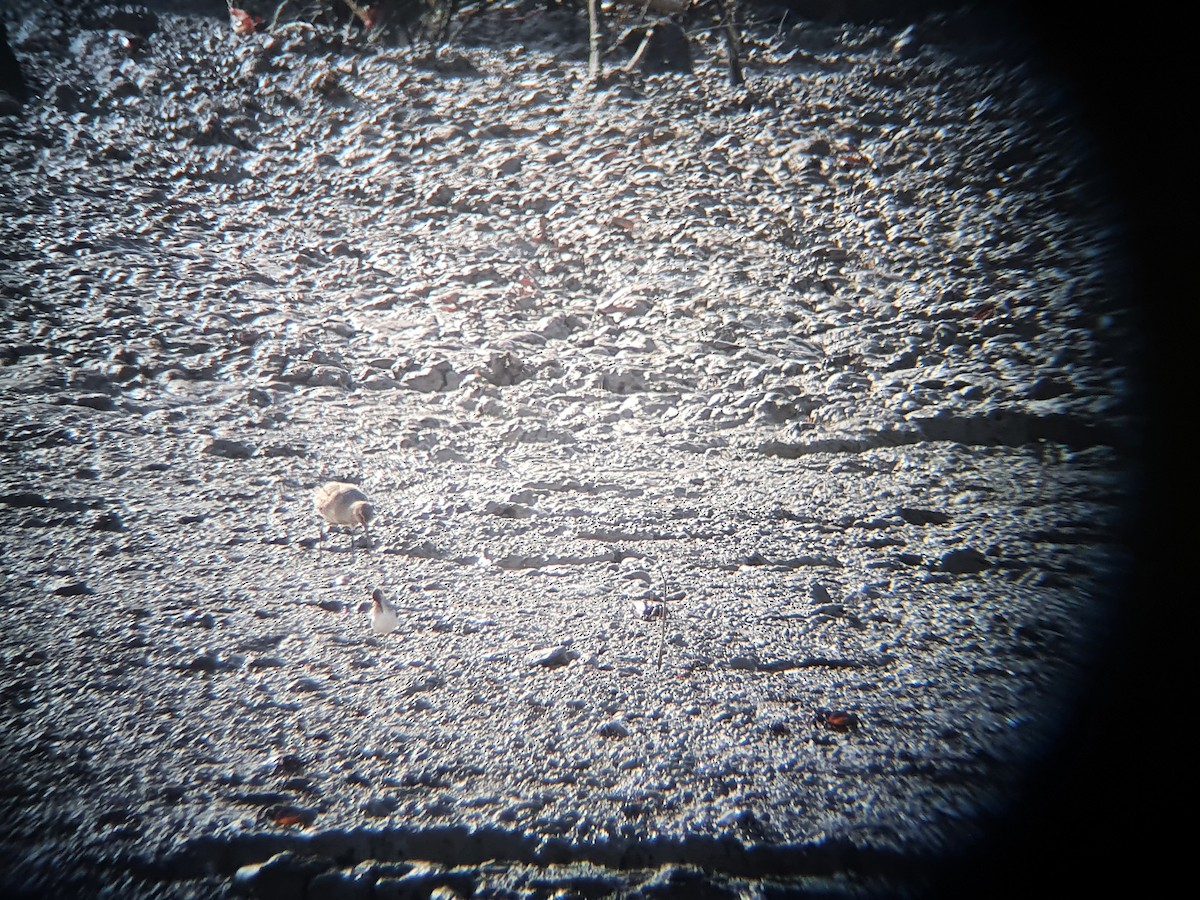 Hudsonian Godwit - ML386509021