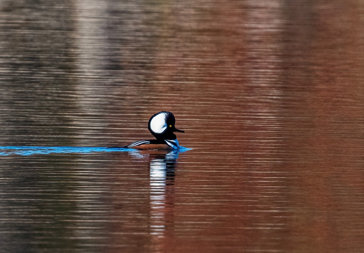 Hooded Merganser - Tom Warren