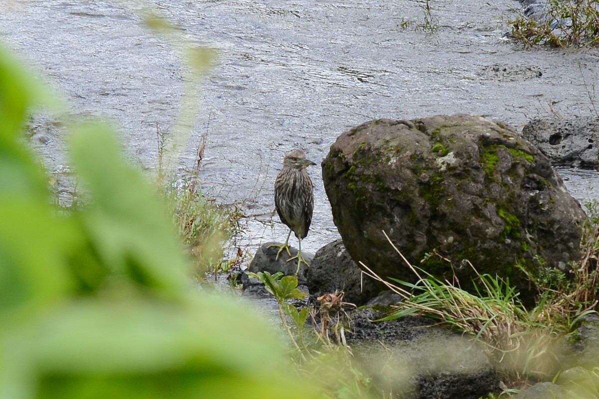 Кваква - ML386510191