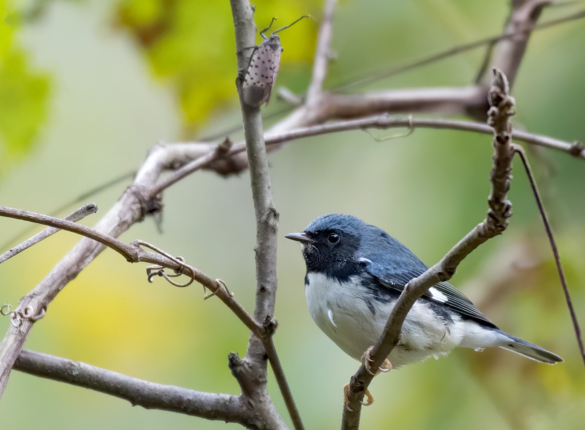 Black-throated Blue Warbler - ML386510961