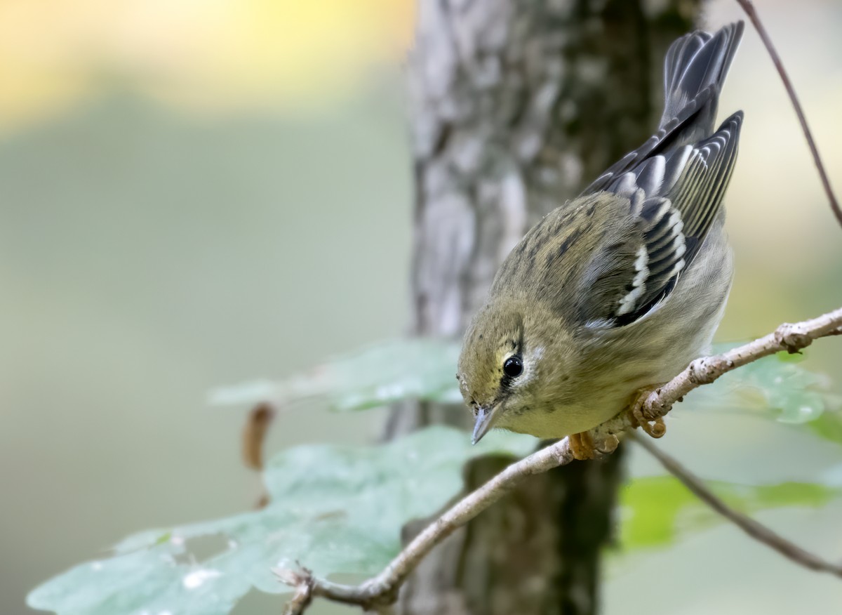 Blackpoll Warbler - ML386511011