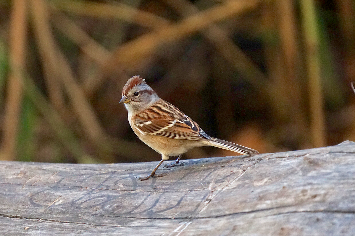 American Tree Sparrow - ML386511021