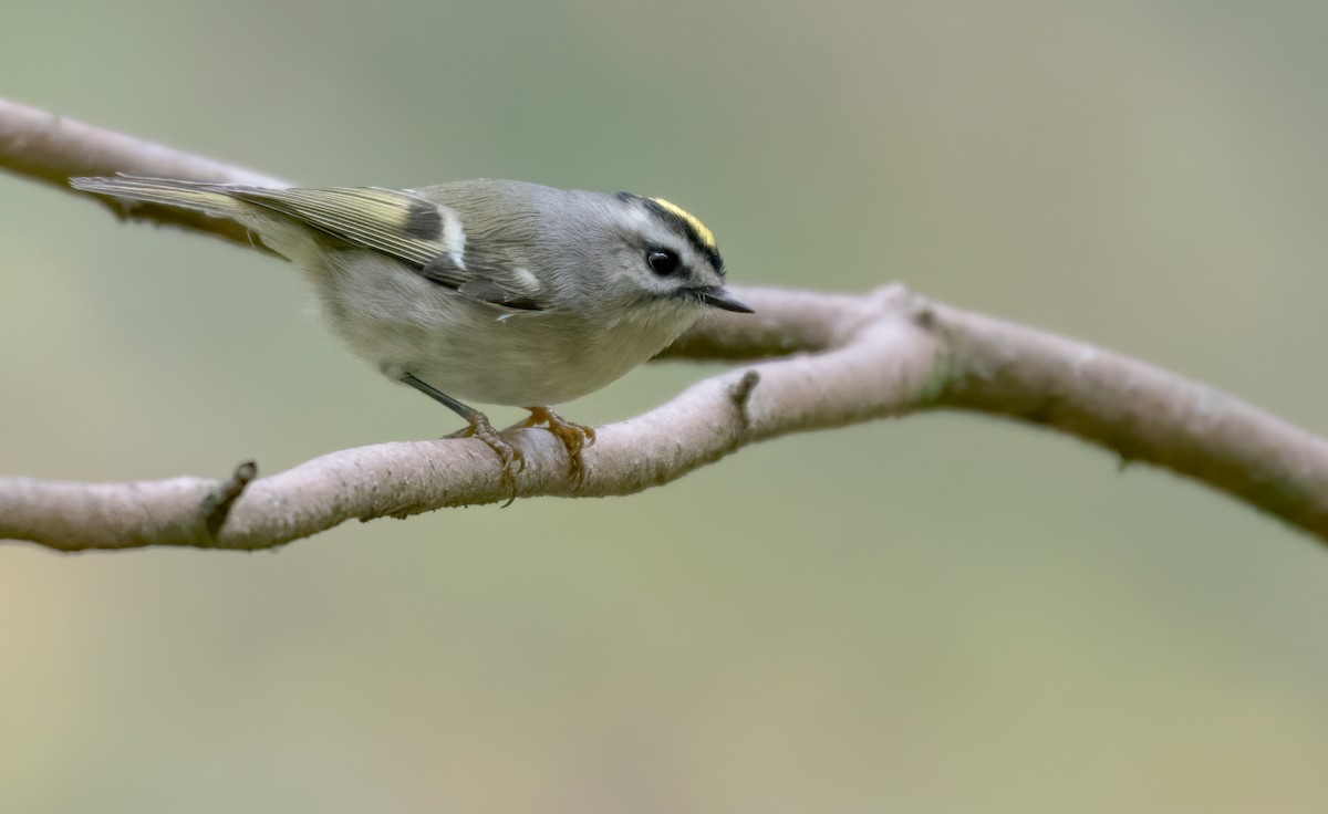 Golden-crowned Kinglet - ML386511051