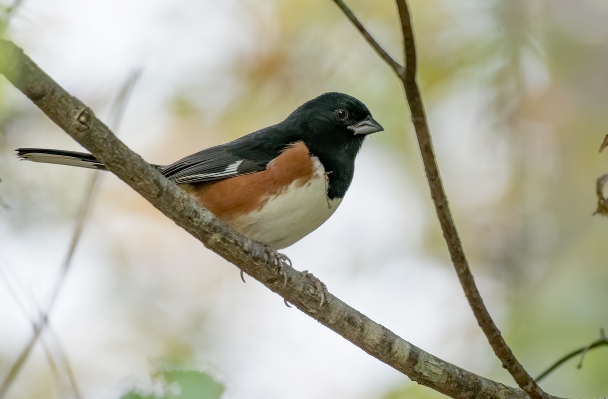 Eastern Towhee - ML386511171