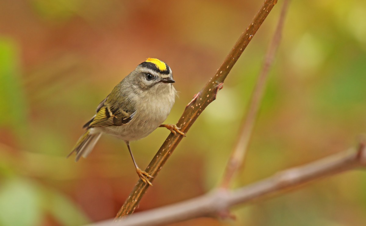 Golden-crowned Kinglet - Ryan Schain