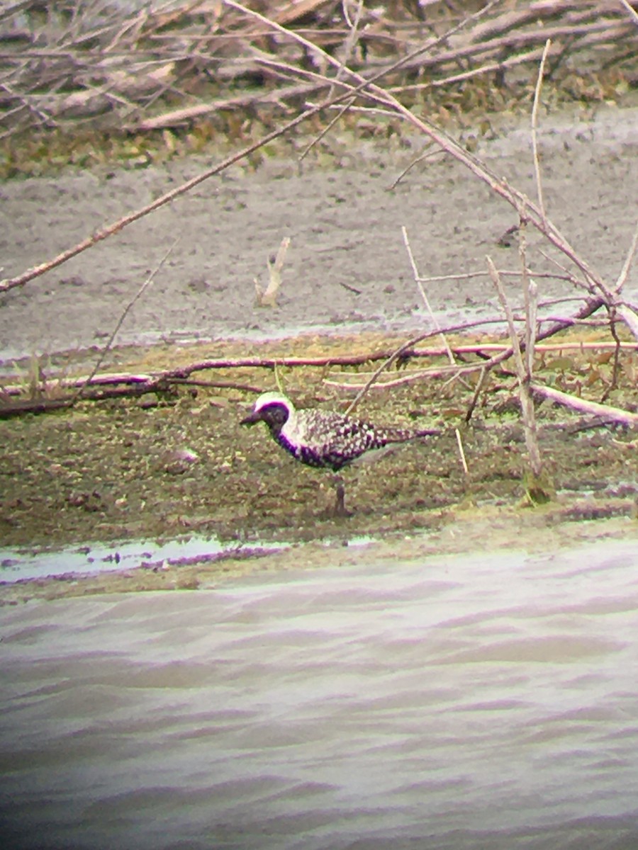 Black-bellied Plover - Chris Rockwell