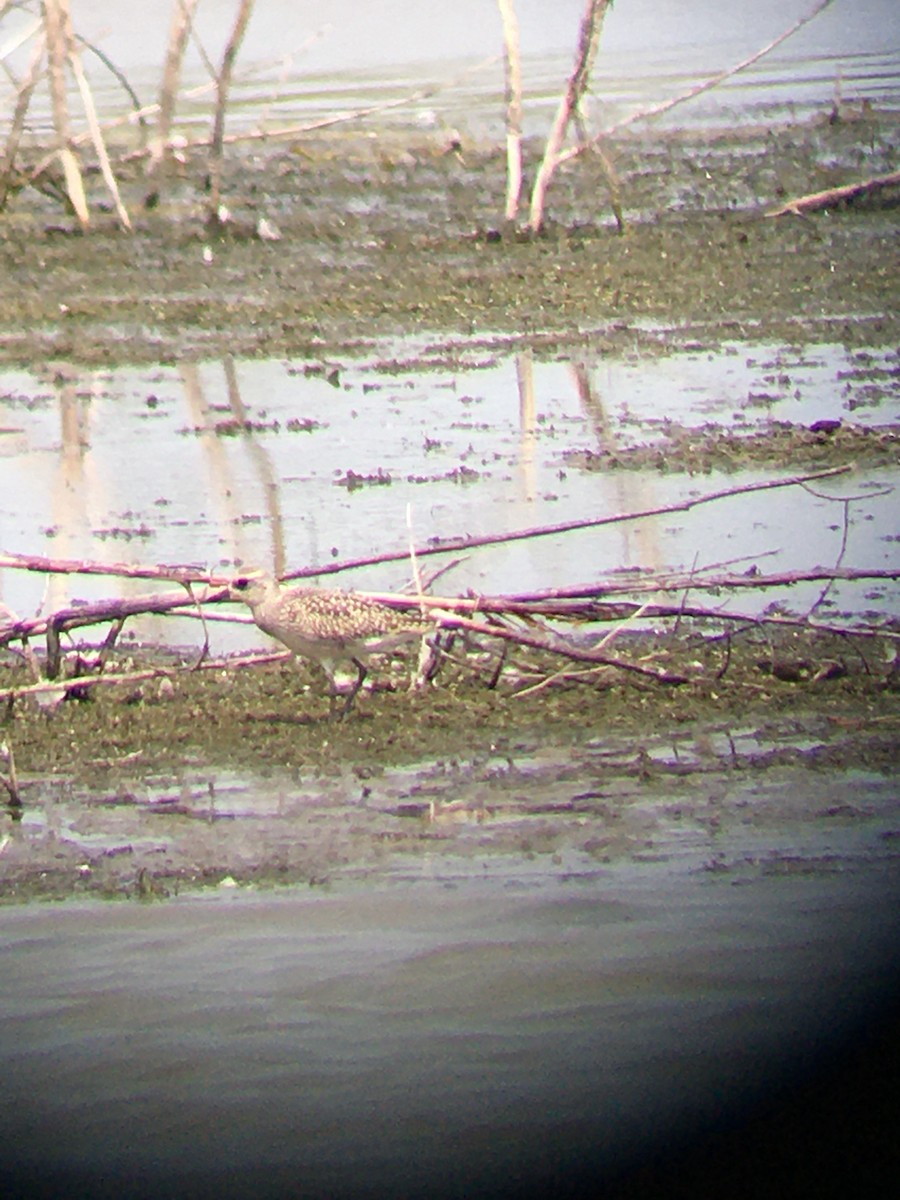 Black-bellied Plover - ML386512161