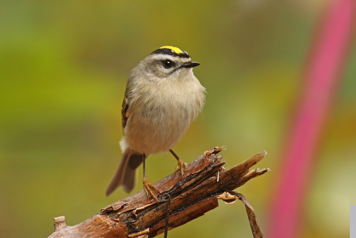 Golden-crowned Kinglet - ML38651221