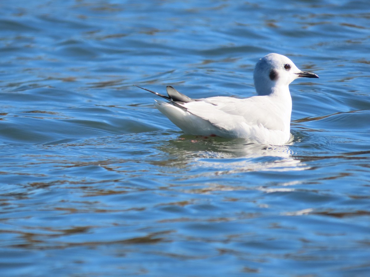 Bonaparte's Gull - ML386512491