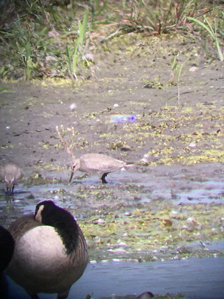 Red Knot - ML386512571