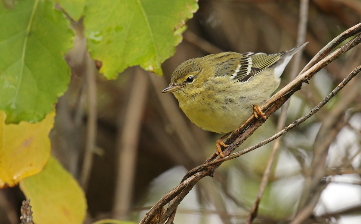 Blackpoll Warbler - Ryan Schain
