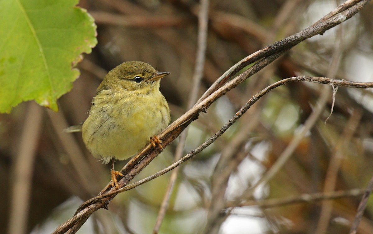 Blackpoll Warbler - ML38651281