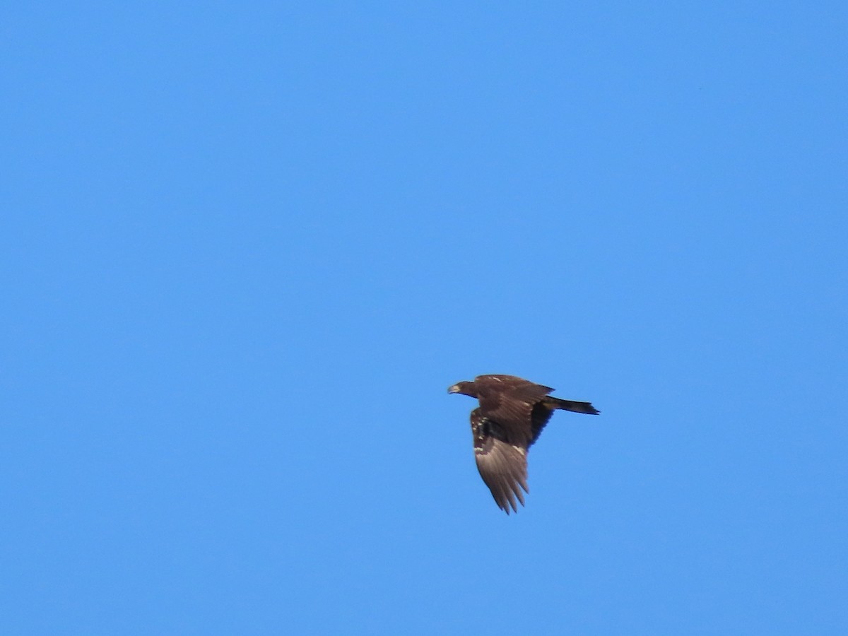 Bald Eagle - ML386512861