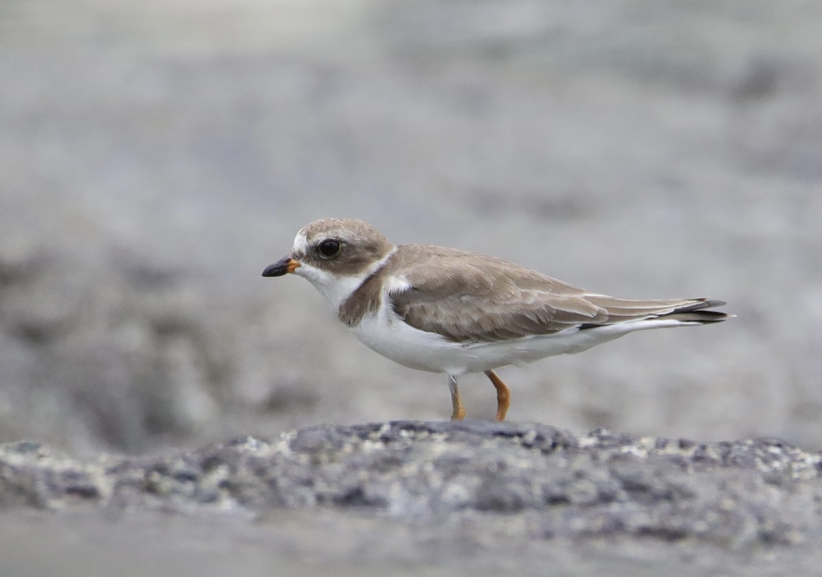 Semipalmated Plover - ML386513611