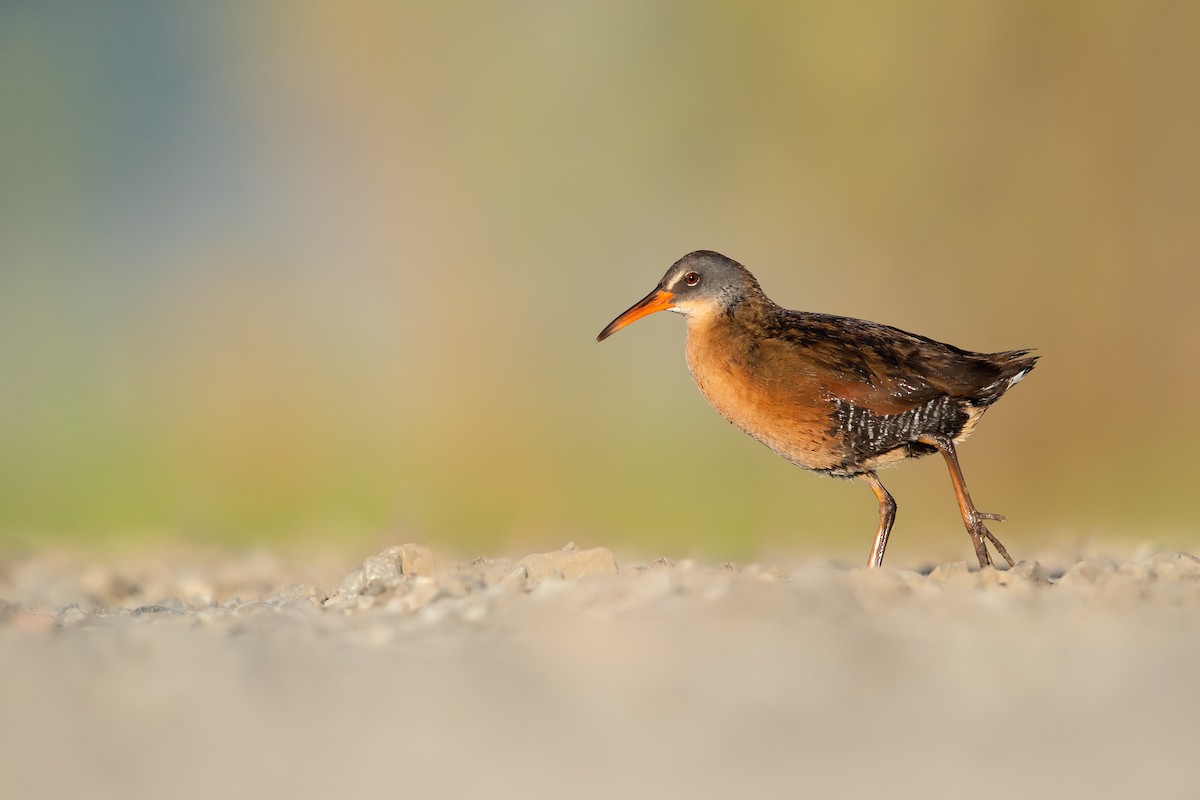 Virginia Rail - Dorian Anderson