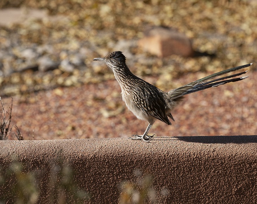 Greater Roadrunner - ML386518221