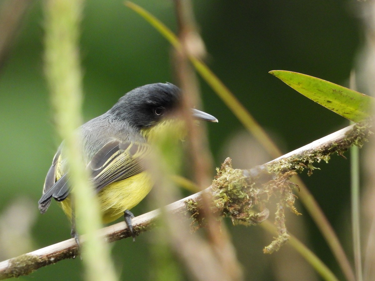 Common Tody-Flycatcher - ML386518711