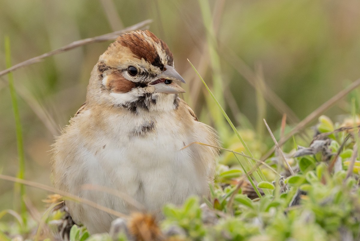 Lark Sparrow - ML386521361