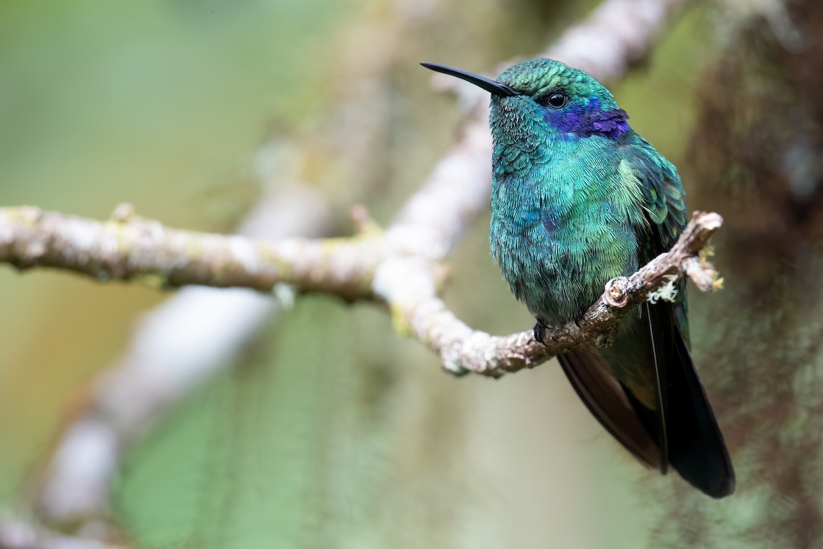 Lesser Violetear - ML386521491