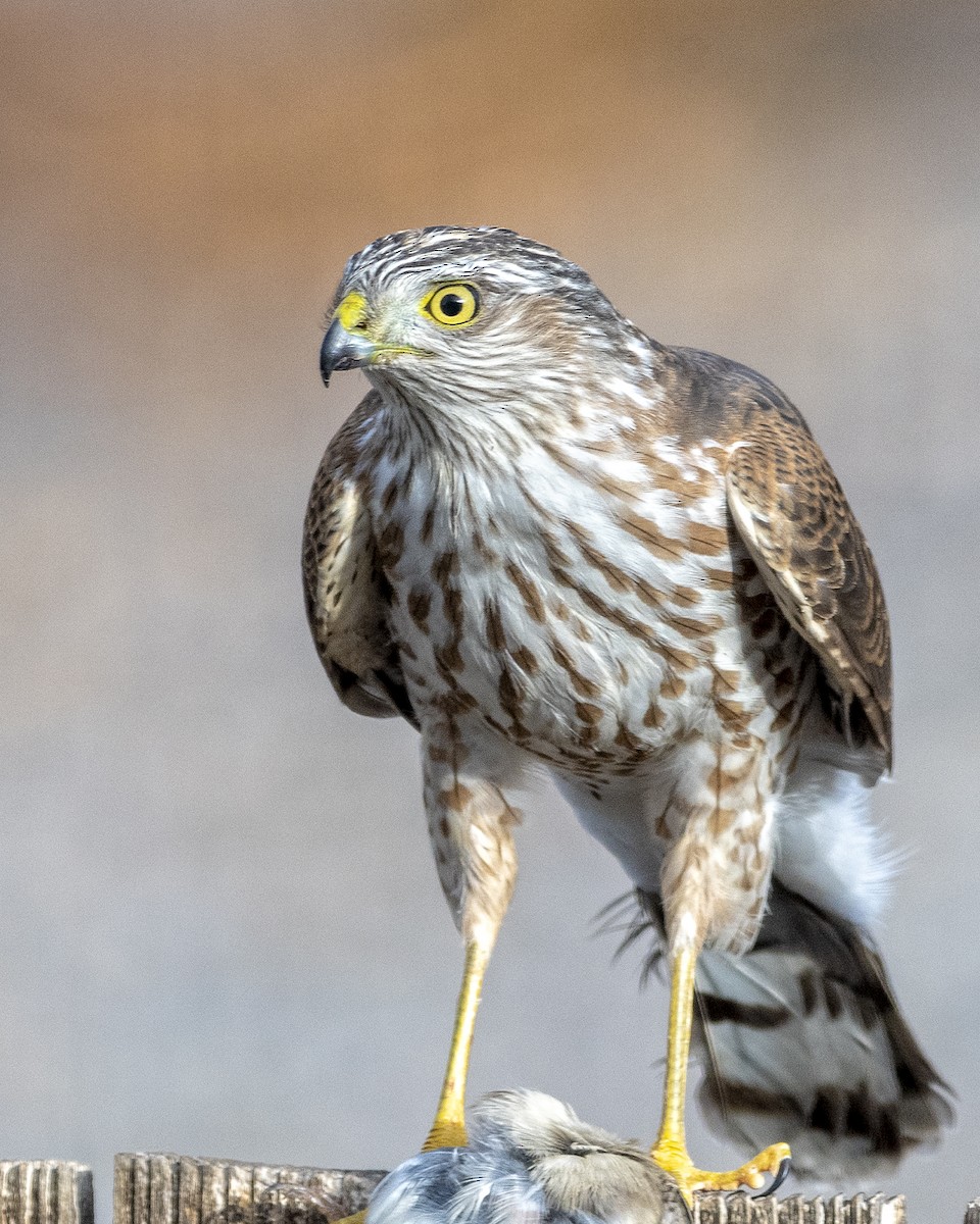 Sharp-shinned Hawk - ML386521831