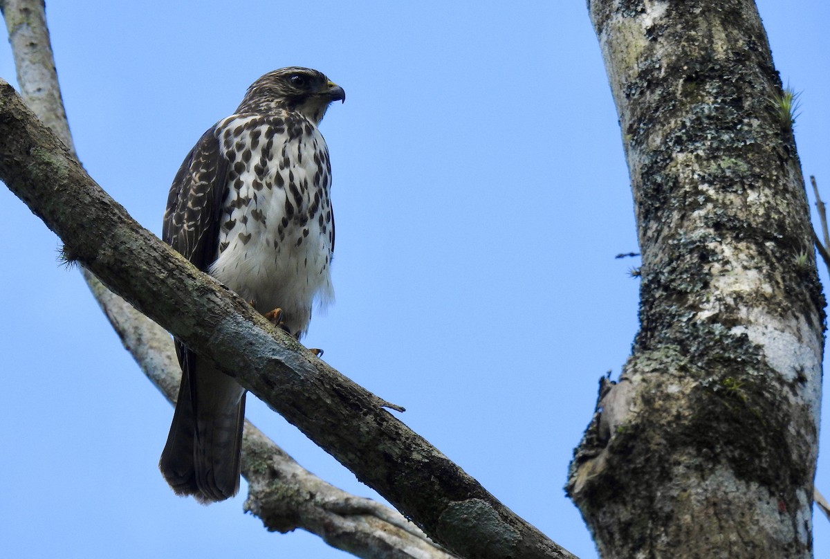 Broad-winged Hawk - ML386523161