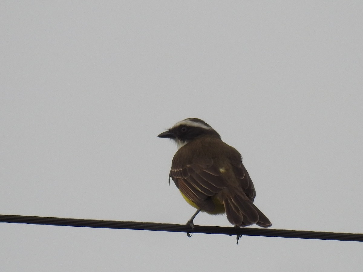 Social Flycatcher - ML386524251