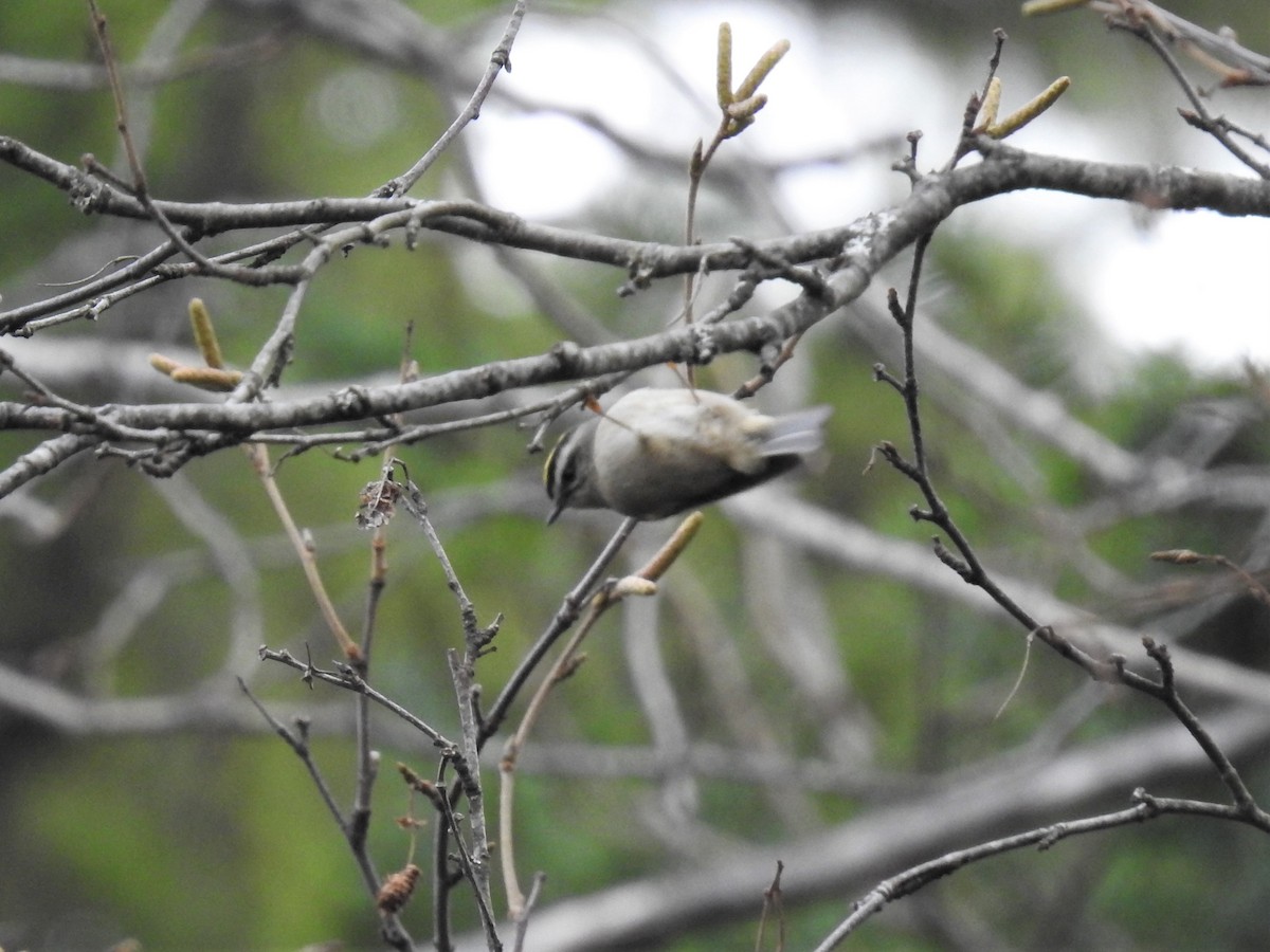 Golden-crowned Kinglet - ML386525281