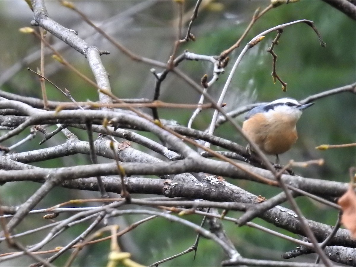Red-breasted Nuthatch - ML386525521