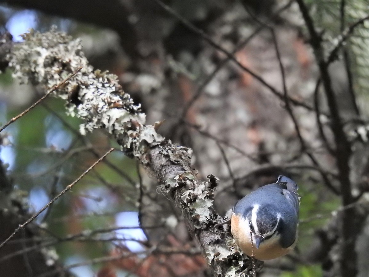 Red-breasted Nuthatch - ML386525551