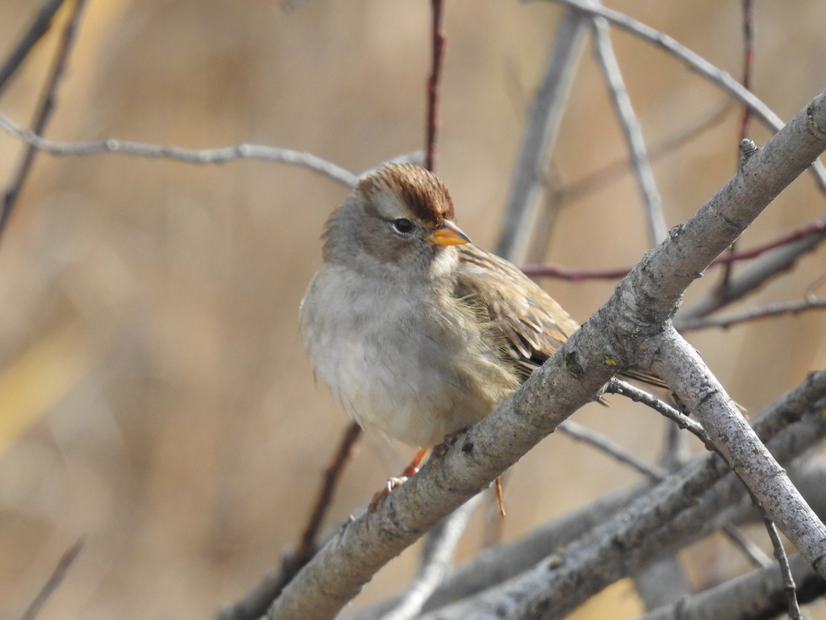 White-crowned Sparrow - ML386525771