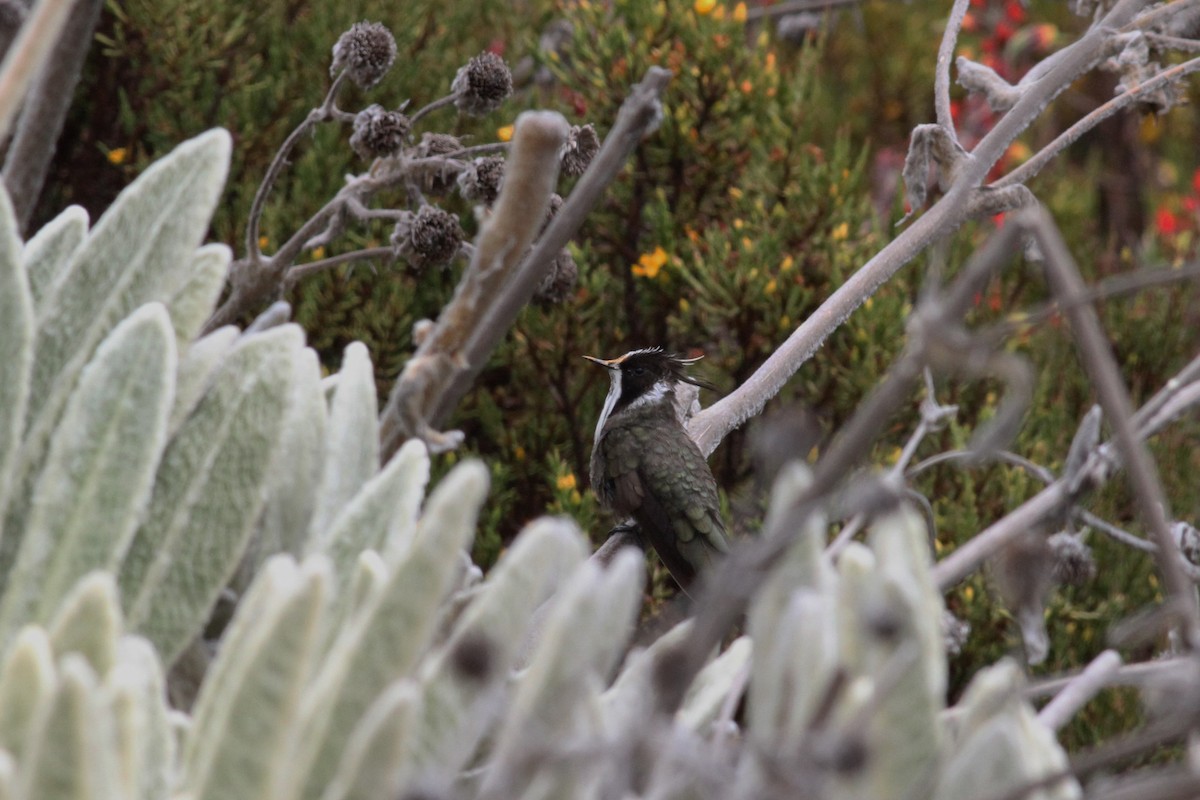 White-bearded Helmetcrest - ML38652581