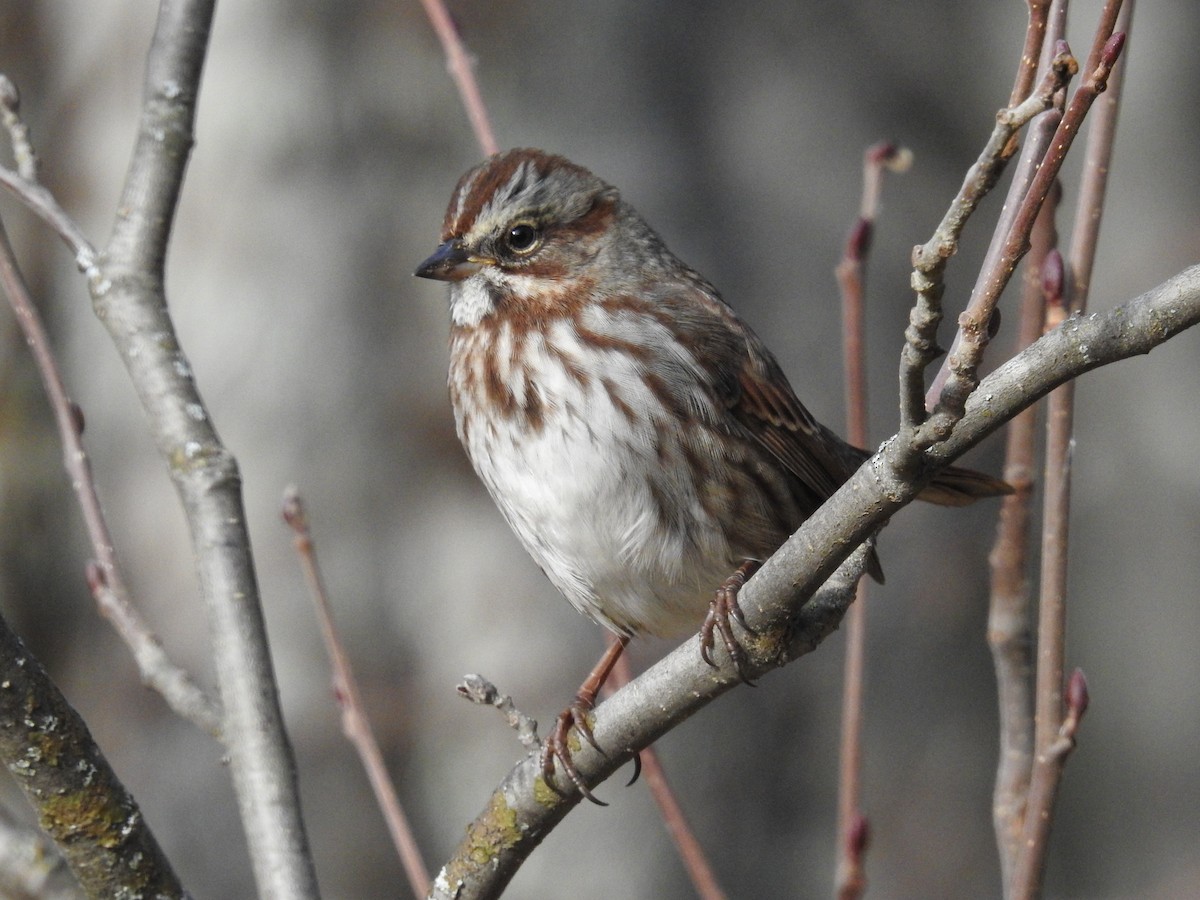 Song Sparrow - ML386526161