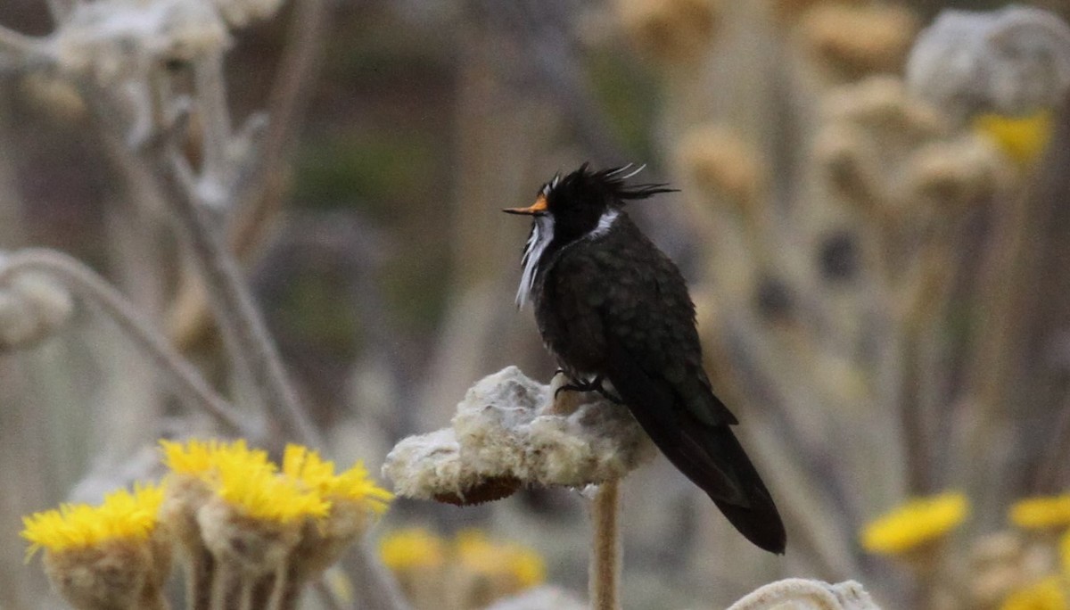 White-bearded Helmetcrest - ML38652641