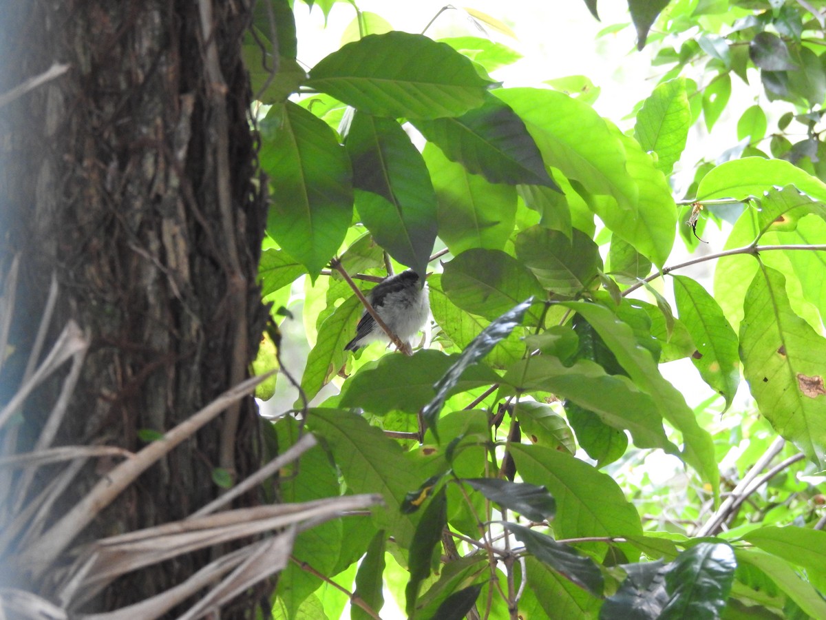 Tropical Parula - Clarisse Odebrecht