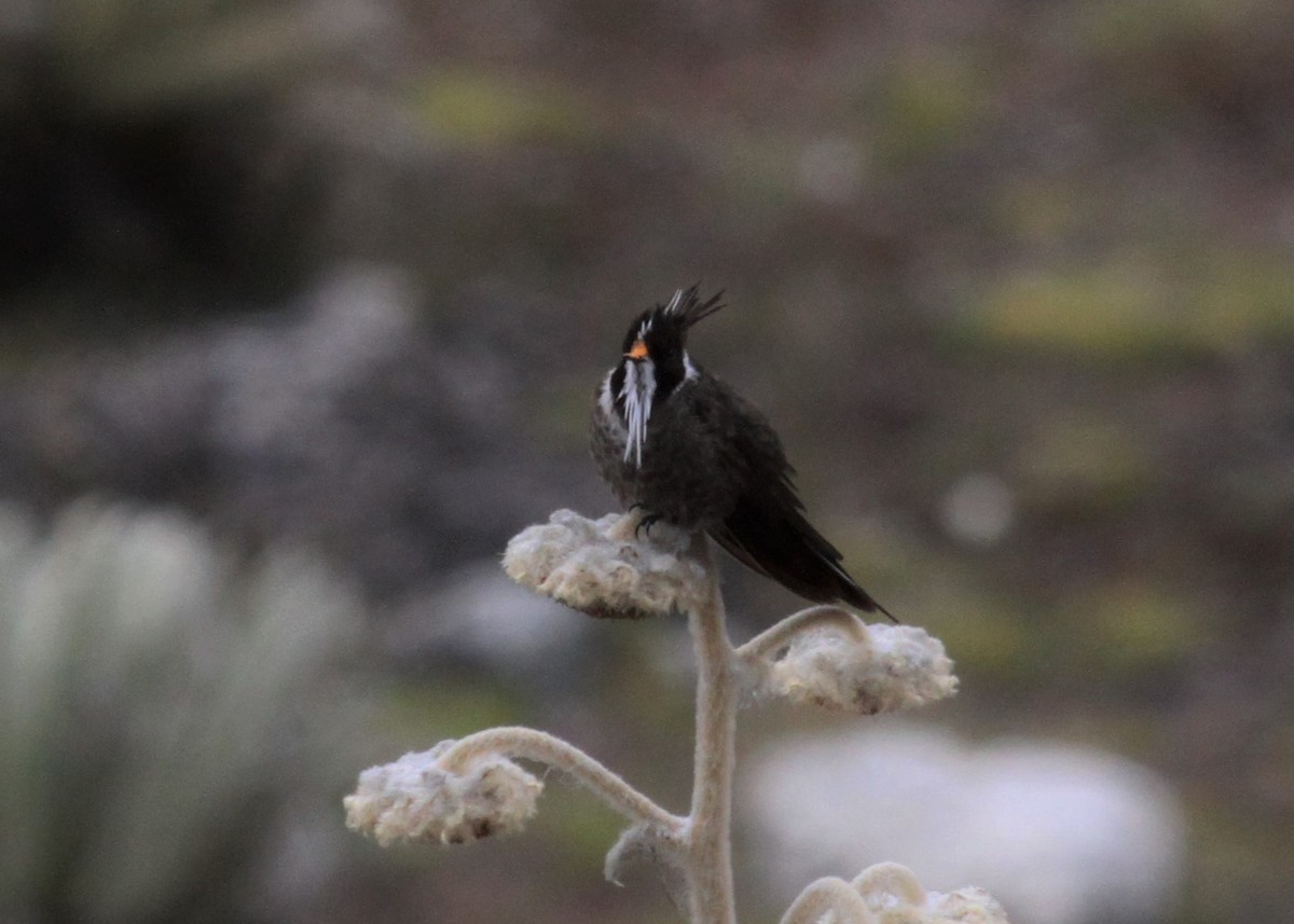 White-bearded Helmetcrest - ML38652691