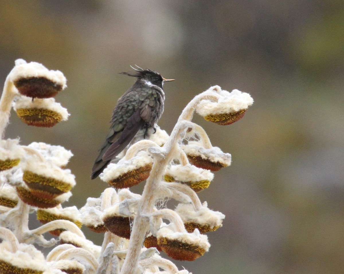 White-bearded Helmetcrest - ML38652731