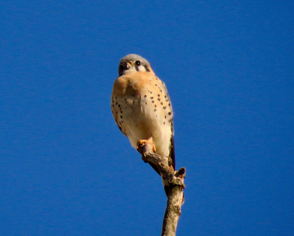American Kestrel - ML386527611