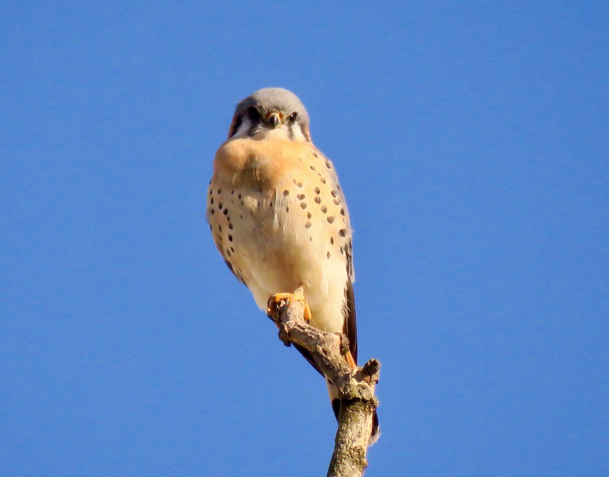 American Kestrel - ML386527631