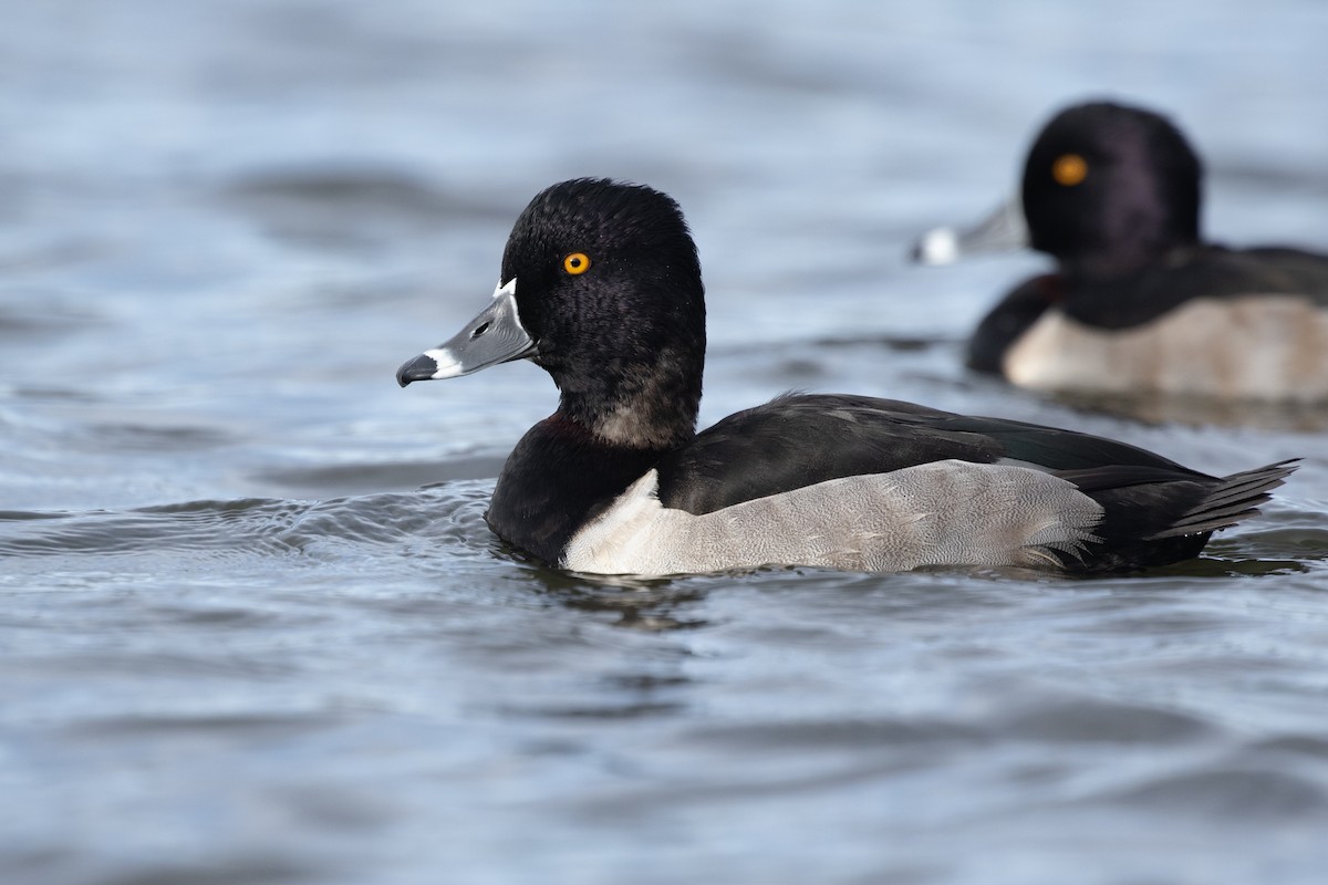 Ring-necked Duck - ML386527781