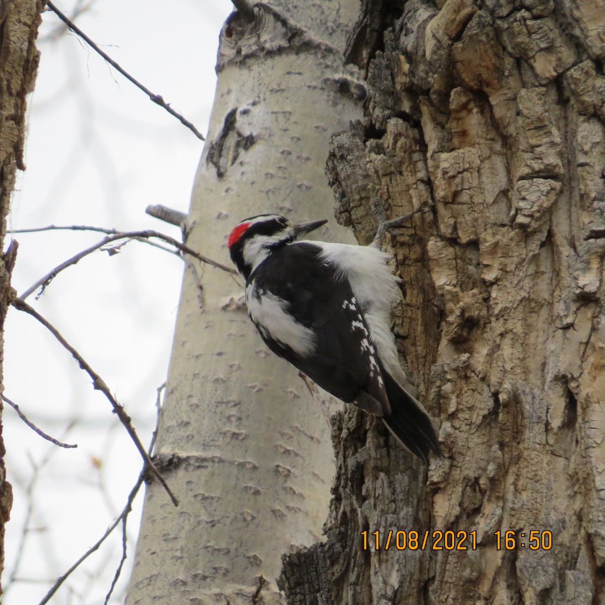 Hairy Woodpecker - ML386529821