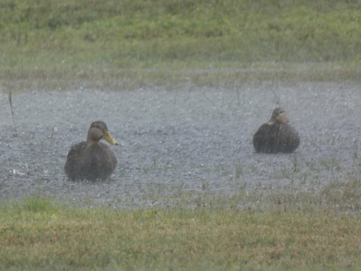 Mottled Duck - ML386530401