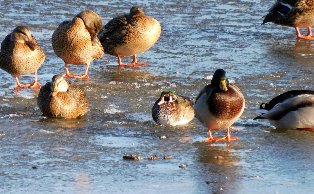 Wood Duck - ML386530611