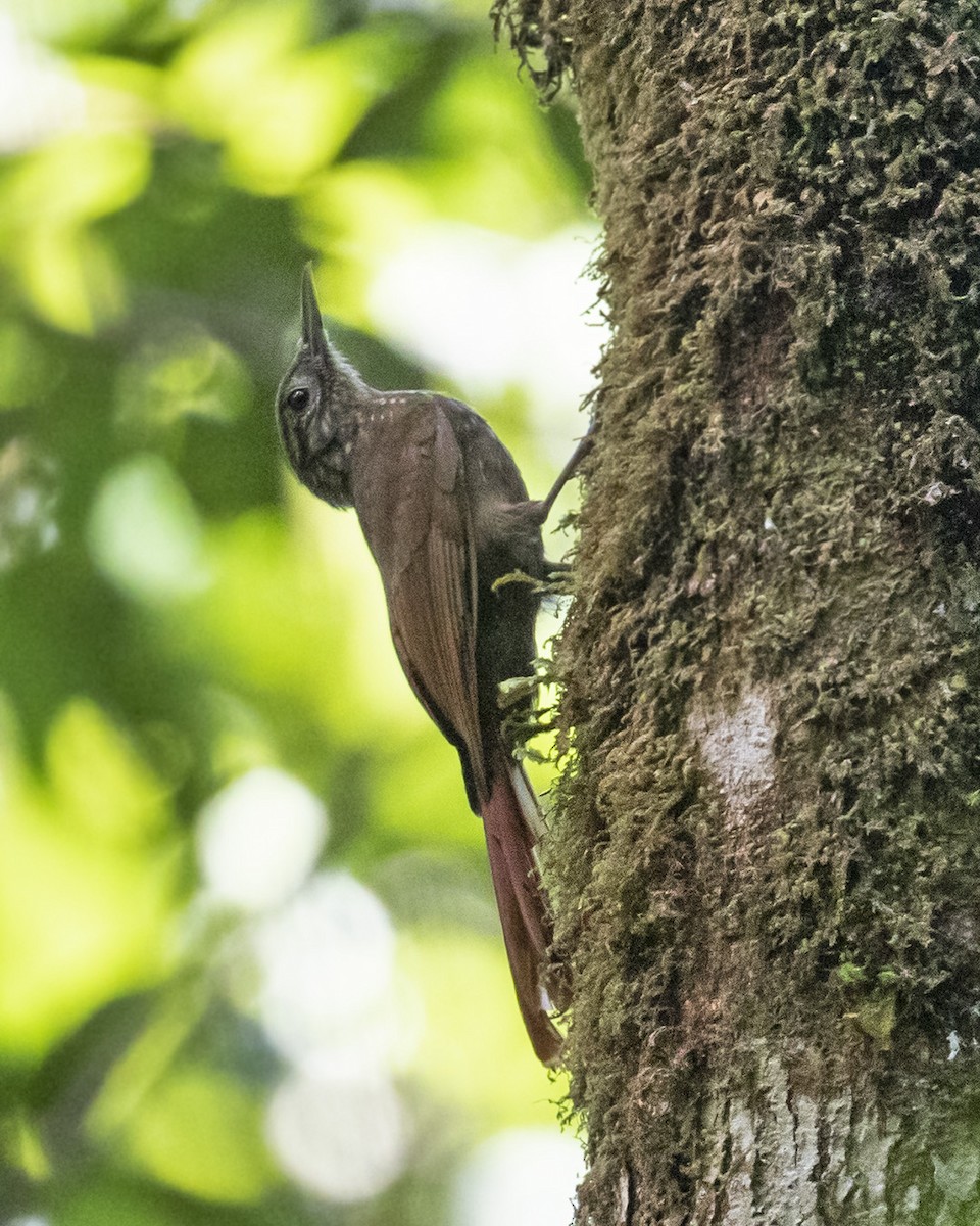 Yungas Long-tailed Woodcreeper (undescribed form) - Dušan Brinkhuizen