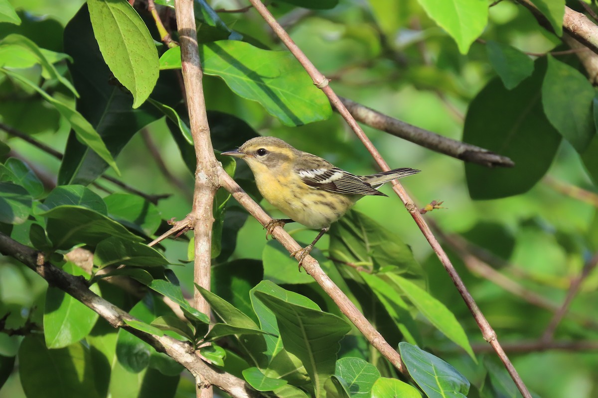 Blackburnian Warbler - ML386531341