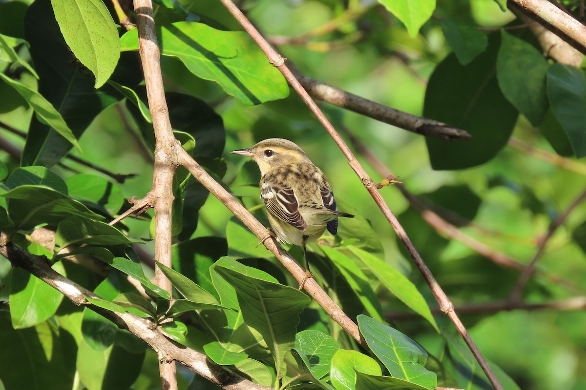 Blackburnian Warbler - Juan Pablo Arboleda